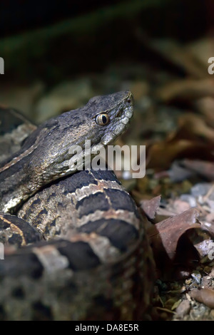 Fer de Lance (Bothrops asper) Foto Stock