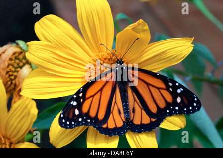 Farfalla monarca (Danaus plexippus) Foto Stock