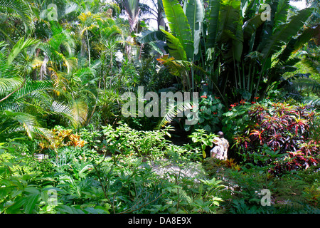 Florida San Pietroburgo San Pietroburgo, Sunken Gardens, botanica, piante, palme, uomo uomini maschio adulti, donna donna donna donna donna donna donna donna donna donna donna donna, coppia, visitatori viaggio trave Foto Stock