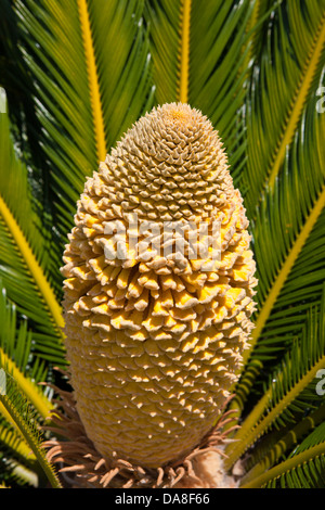 Il sago palm seed pod, la Biblioteca di Huntington, collezione d'arte e Giardini Botanici di San Marino, California, Stati Uniti d'America Foto Stock