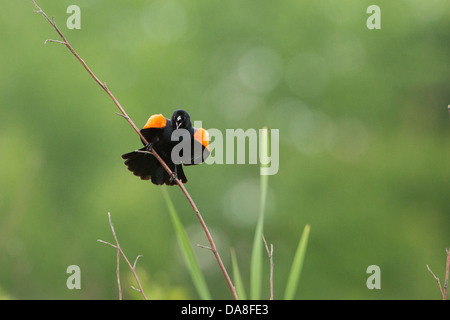 Rosso-winged Blackbird - maschio Foto Stock