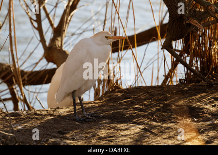 Airone guardabuoi, Bubulcus ibis, Saintes Marie de la mer, Gard, Francia. Foto Stock