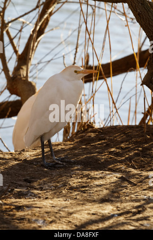 Airone guardabuoi, Bubulcus ibis, Saintes Marie de la mer, Gard, Francia. Foto Stock