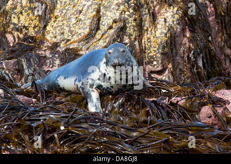 Foca grigia Foto Stock