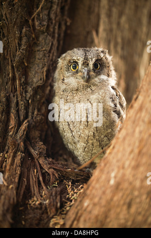 I capretti Unione Assiolo (Otus scops), anche Eurasian Assiolo Israele, molla Foto Stock