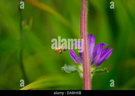 Lavorando Bee e fiore Foto Stock