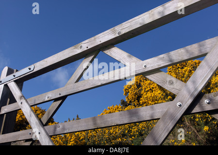 Cinque bar porta e ginestre fiorite Wiveton Downs Norfolk in primavera Foto Stock