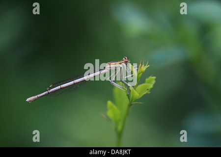 Blue Featherleg (Platycnemis pennipes) Foto Stock