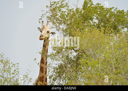 West African giraffa - Niger giraffa - Giraffa nigeriana (Giraffa camelopardalis peralta) mangiare le foglie Koure vicino a Niamey - Niger Foto Stock