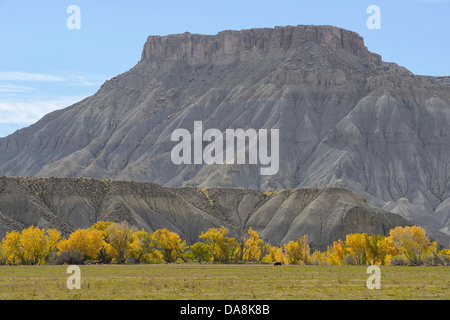 Stati Uniti d'America, Stati Uniti, America, Utah, Hanksville, Nord America, quattro angoli, Colorado Plateau, cottenwood, autunno, erosione clif Foto Stock