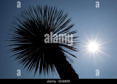 Il sole splende dietro una palma nel centro di Duesseldorf, Germania, 08 luglio 2013. Foto: MARTIN GERTEN Foto Stock