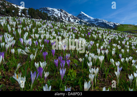 Austria, Europa Tyrol, Ötztal, Obergurgl, molla, prato, crochi, crocus prato, montagne, oetztal, Alpi, neve, fiori, SPR Foto Stock