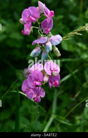 Wild Sweet Pea Lathyrus odoratus piselli Foto Stock
