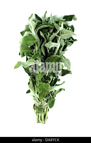 Foglie di salvia fresca isolati su sfondo bianco Foto Stock