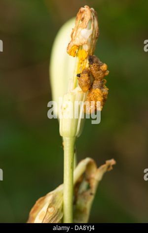 Rosso scarlatto lily beetle Lilioceris lilii larve mangiano fiore di giglio e impianto defoliating entrambi adulti e larve possono defogliare Foto Stock