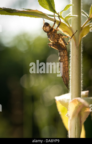 Hawker imperatore libellula ninfa vuoto caso larvale esuvia femmina adulta su willow erbe foglia di stelo illuminazione laterale mattina Foto Stock