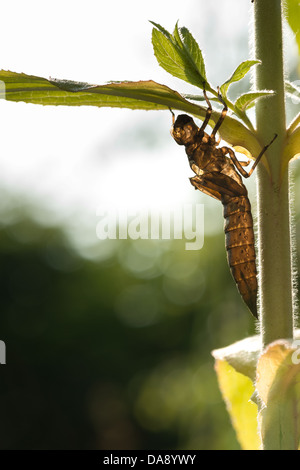 Hawker imperatore libellula ninfa vuoto caso larvale esuvia femmina adulta su willow erbe foglia di stelo illuminazione laterale mattina Foto Stock