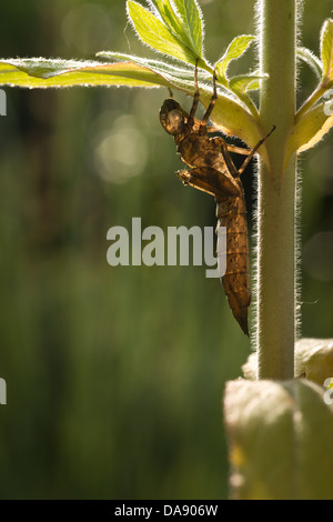 Hawker imperatore libellula ninfa vuoto caso larvale esuvia femmina adulta su willow erbe foglia di stelo illuminazione laterale mattina Foto Stock