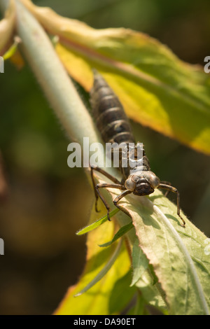 Hawker imperatore libellula ninfa vuoto caso larvale esuvia femmina adulta su willow erbe foglia di stelo illuminazione laterale mattina Foto Stock