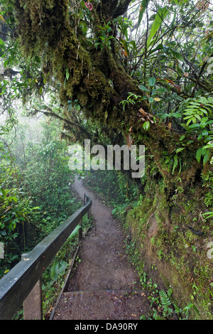 Monteverde Cloud Forest Riserve, Costa Rica Foto Stock