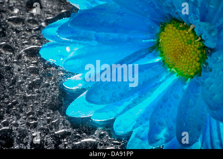 Blu fiore a margherita con gocce di acqua Foto Stock