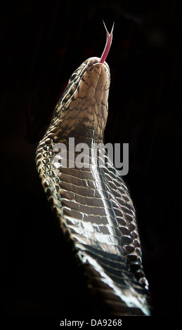 Foresta con cappuccio Cobra snake su sfondo nero Foto Stock