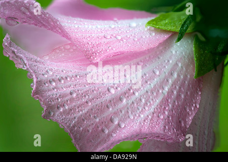 Rosa di Sharon Fiore con inizio Rugiada di mattina Foto Stock