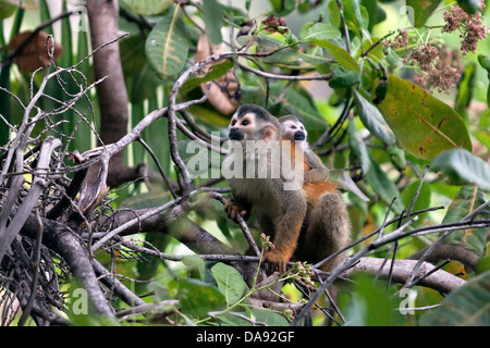 Wild Grey Crowned red-backed scimmie scoiattolo (Saimiri oerstedii citrinellus), genitore e della prole, Costa Rica AKA: Mono Titi Foto Stock