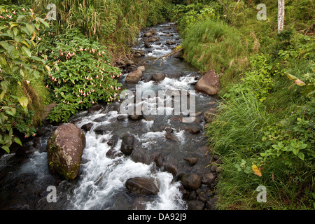 Flusso di foresta, zona Arenal, Costa Rica Foto Stock