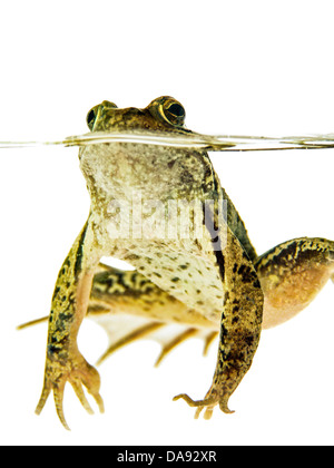 Vista frontale di una rana verde, nuoto in acqua ed è visibile sotto l'acqua, isolato su sfondo bianco Foto Stock