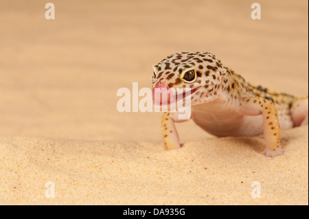 Comune di Leopard Gecko macukarius Eublepharis Foto Stock