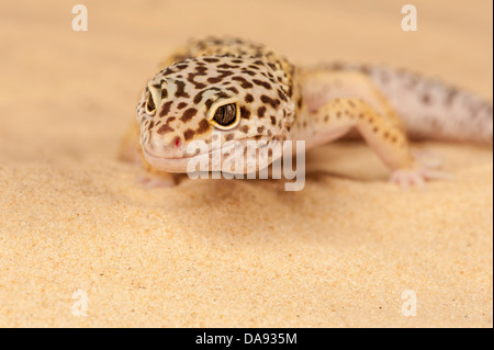 Comune di Leopard Gecko macukarius Eublepharis Foto Stock