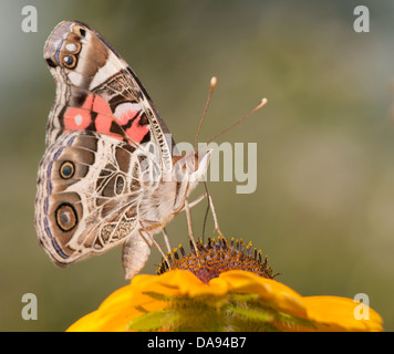 American dipinto Lady butterfly alimentazione su un Black-Eyed Susan fiore Foto Stock