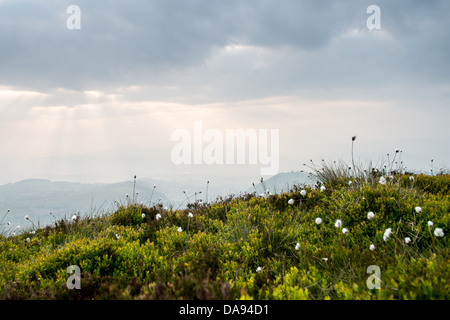 Erba di cotone su una montagna Foto Stock