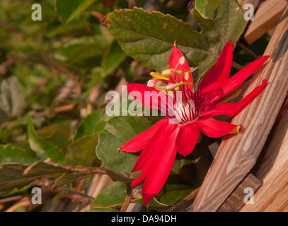 Crimson passione Vine fiore che sboccia su un traliccio di legno Foto Stock