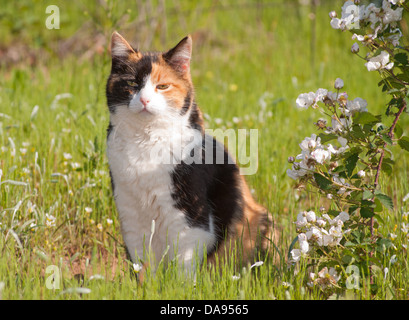 Bella gatta calico seduto in erba accanto a more selvatiche in piena fioritura Foto Stock