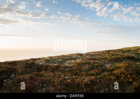 Erba di cotone su una montagna Foto Stock