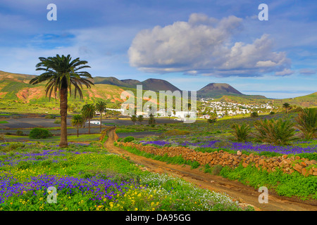 Spagna, Europa, Isole Canarie, Haria, Lanzarote, Mague, Villaggio, agricoltura, colorato, fiori, isola, paesaggio, Palm tree, Foto Stock