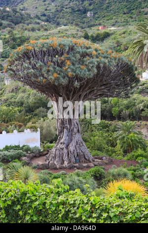 Spagna, Europa, Isole Canarie, Icod de los Vinos, Tenerife Teneriffa, cactus, piante, città, drago, famosa, giardino, Icod, isola Foto Stock