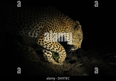 Africa adulto maschio di leopard camminando nella savana di notte Foto Stock