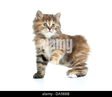 Curili Bobtail tartaruga umettare la colorazione gattino con una zampa fino Foto Stock