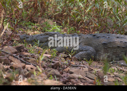 Il coccodrillo o il mugger alligator presso la rinomata Andhari Tadoba  Riserva della Tigre a Chandrapur cartoon turisti di avvertimento Foto stock  - Alamy