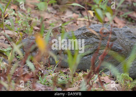 Il coccodrillo o il mugger alligator presso la rinomata Andhari Tadoba  Riserva della Tigre a Chandrapur cartoon turisti di avvertimento Foto stock  - Alamy