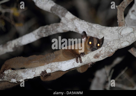 Animale, primate, mammifero, lemuri, pallido a forcella lemure contrassegnato, Western a forcella lemure contrassegnato, endemica, notturno, secco, decidui, foresta, K Foto Stock