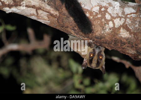 Animale, primate, mammifero, lemuri, pallido a forcella lemure contrassegnato, Western a forcella lemure contrassegnato, endemica, notturno, secco, decidui, foresta, K Foto Stock