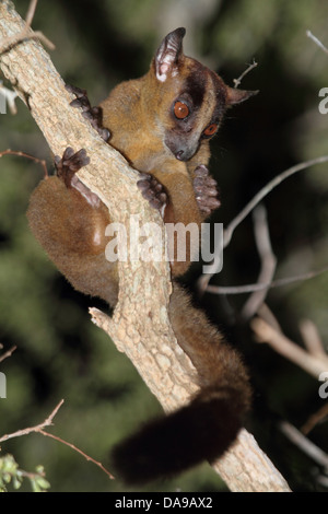 Animale, primate, mammifero, lemuri, pallido a forcella lemure contrassegnato, Western a forcella lemure contrassegnato, endemica, notturno, secco, decidui, foresta, K Foto Stock