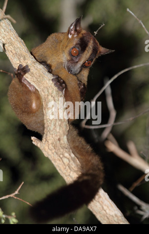 Animale, primate, mammifero, lemuri, pallido a forcella lemure contrassegnato, Western a forcella lemure contrassegnato, endemica, notturno, secco, decidui, foresta, K Foto Stock