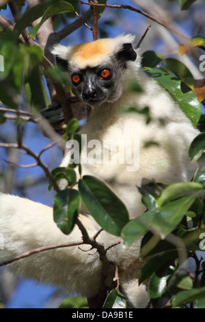 Animale, primate, mammifero, lemuri, sifaka, Tattersall il sifaka, oro-crowned sifaka, endemica, notturno, secco, decidui, foresta, Foto Stock