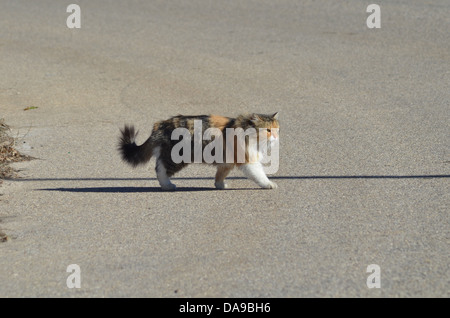 Un giallo, bianco e nero dai capelli lunghi cat attraversando la strada. Foto Stock