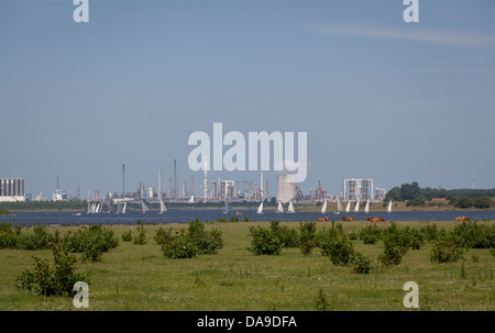 Le mucche in parte anteriore del Braakman Creek con barche a vela e Dow Chemical Industry sullo sfondo Foto Stock